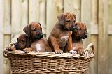 RODESIAN RIDGEBACK 219